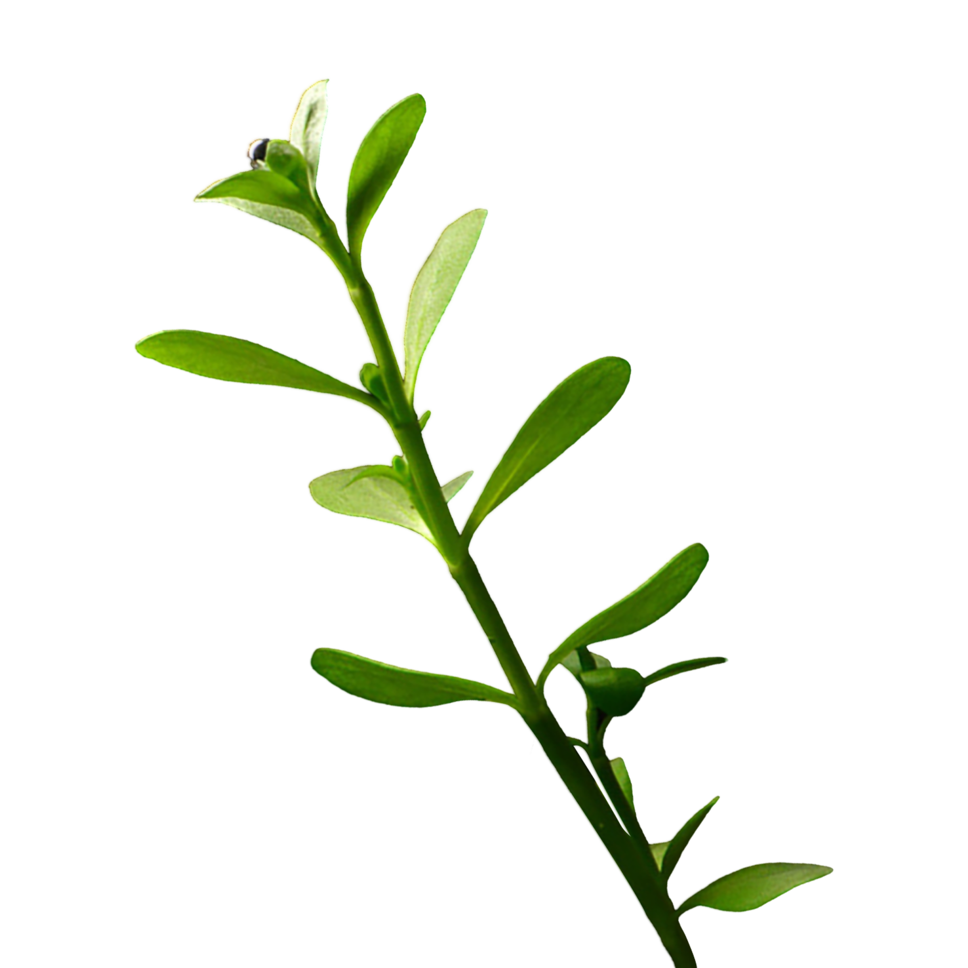 Bacopa monnieri for cognitive function and mood