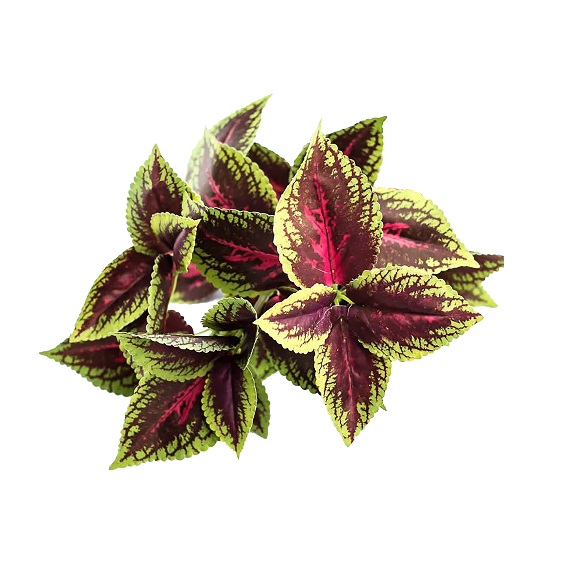 Colorful leafy plant with red and green leaves on a white background
