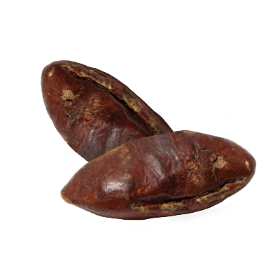 Two brown cocoa beans on a white background
