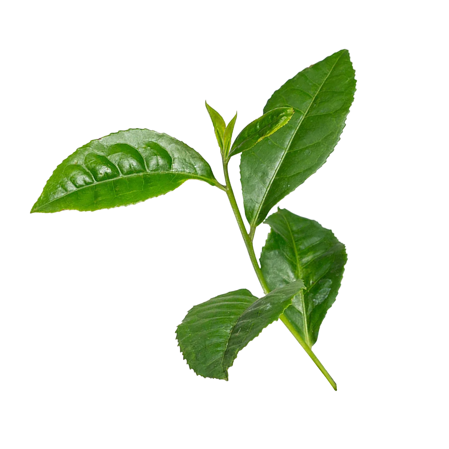 L=theanine for improving mood and reducing anxiety