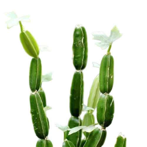Green cactus plant on a white background